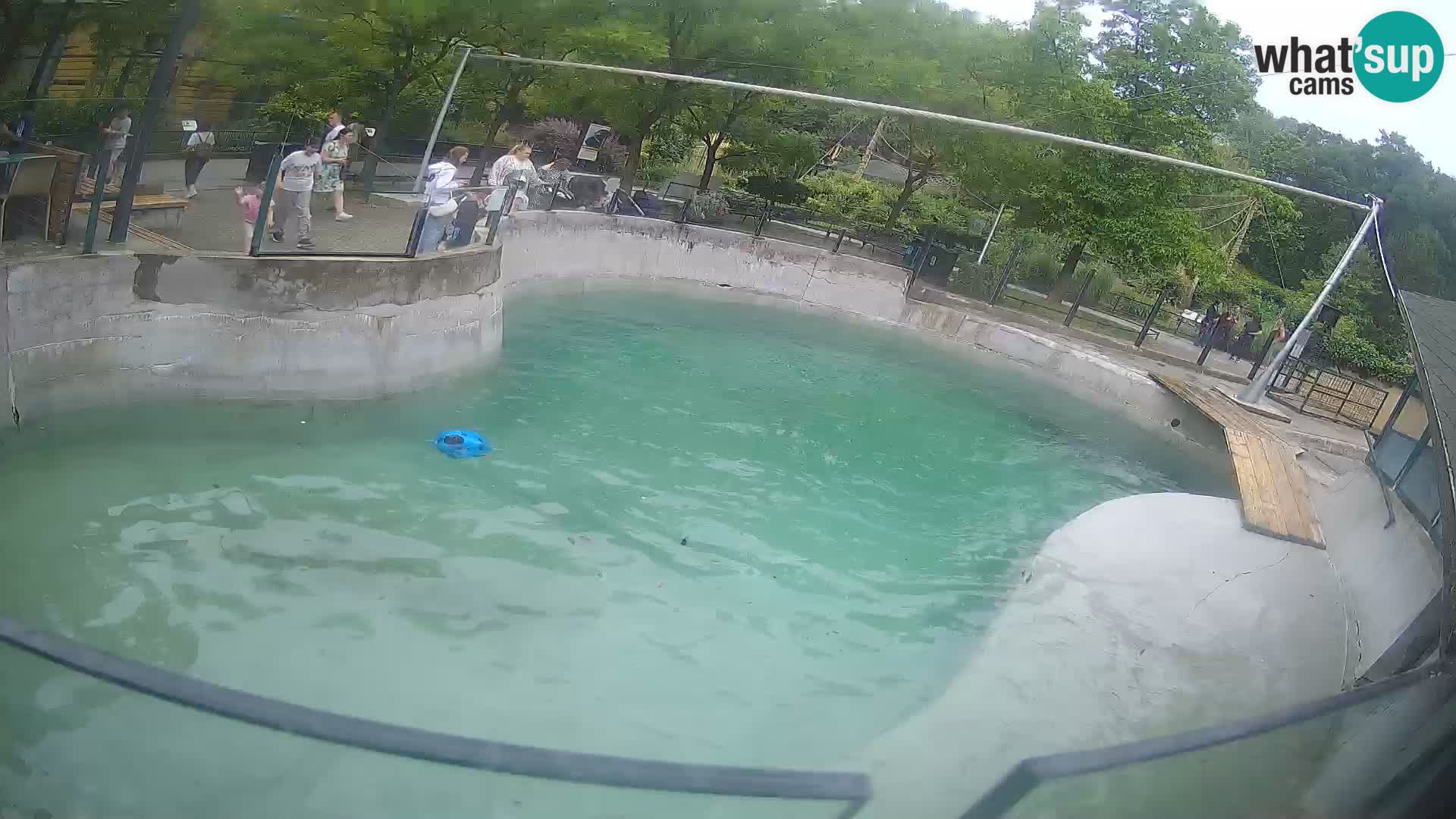 Zoo Zagreb – California Sea Lion