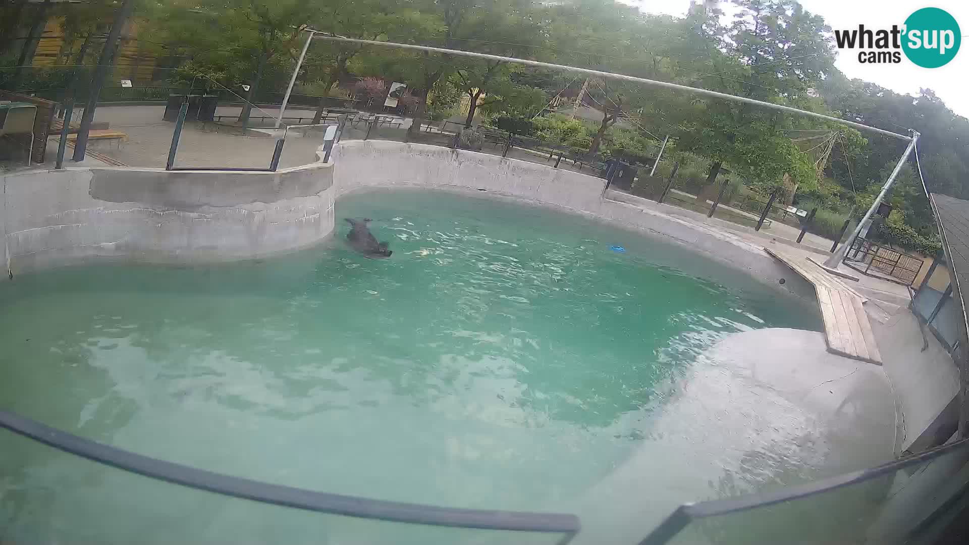 Zoo Zagreb – Kalifornijski morski lev