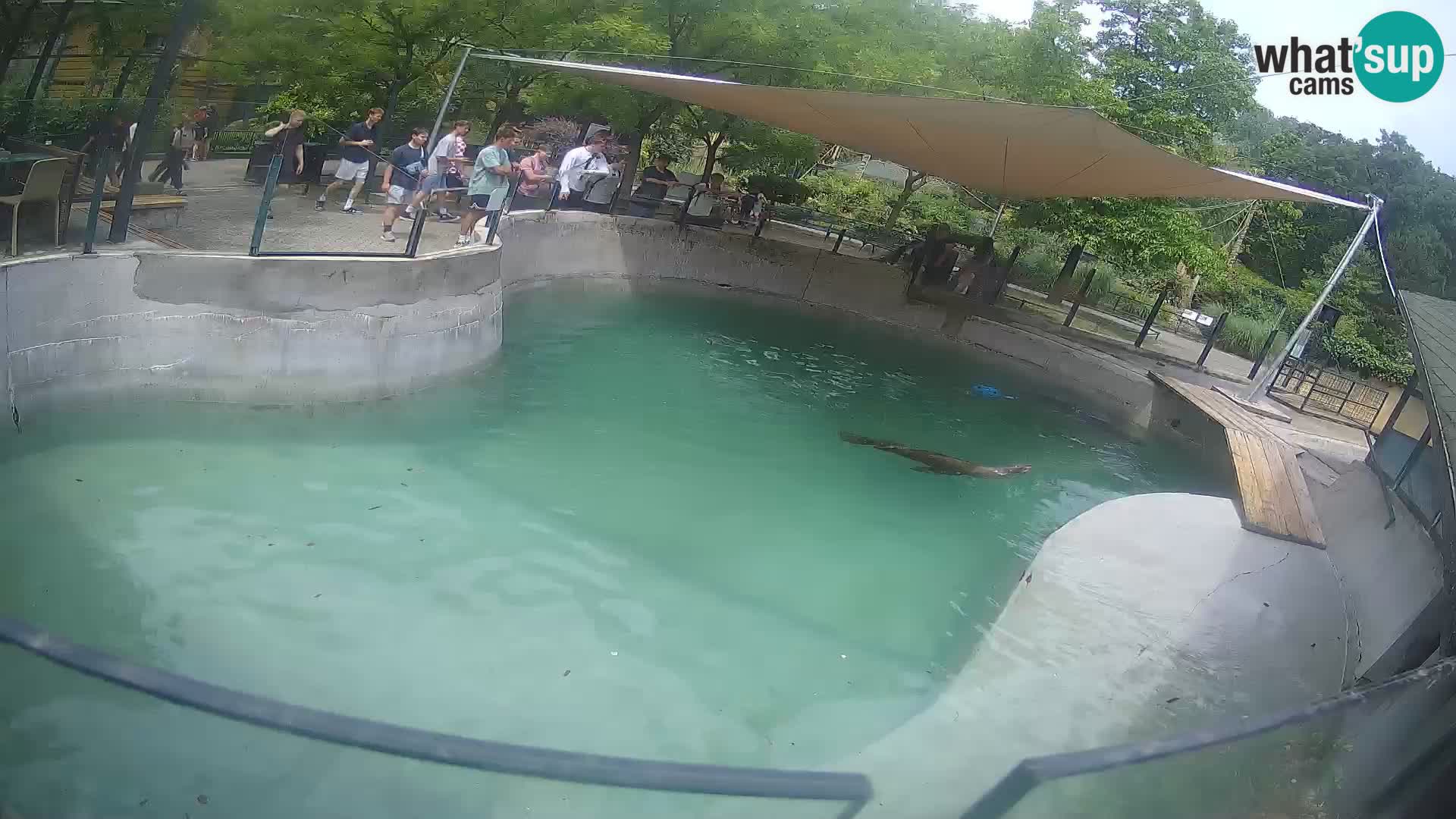 Zoo Zagreb – Kalifornijski morski lev