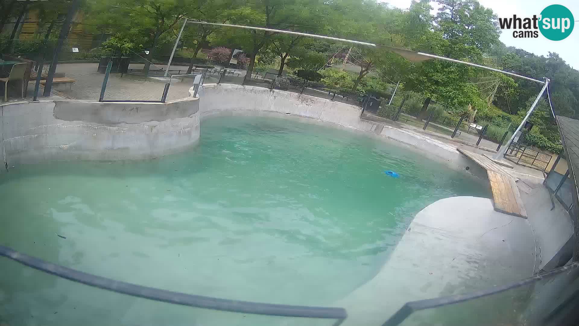 Zoo Zagreb – Kalifornijski morski lev