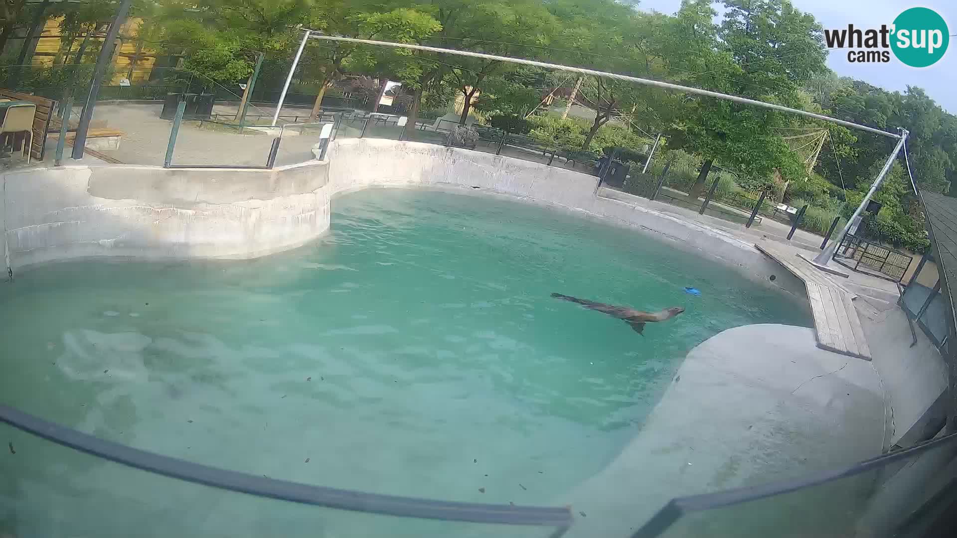 Zoo Zagreb – Kalifornijski morski lav