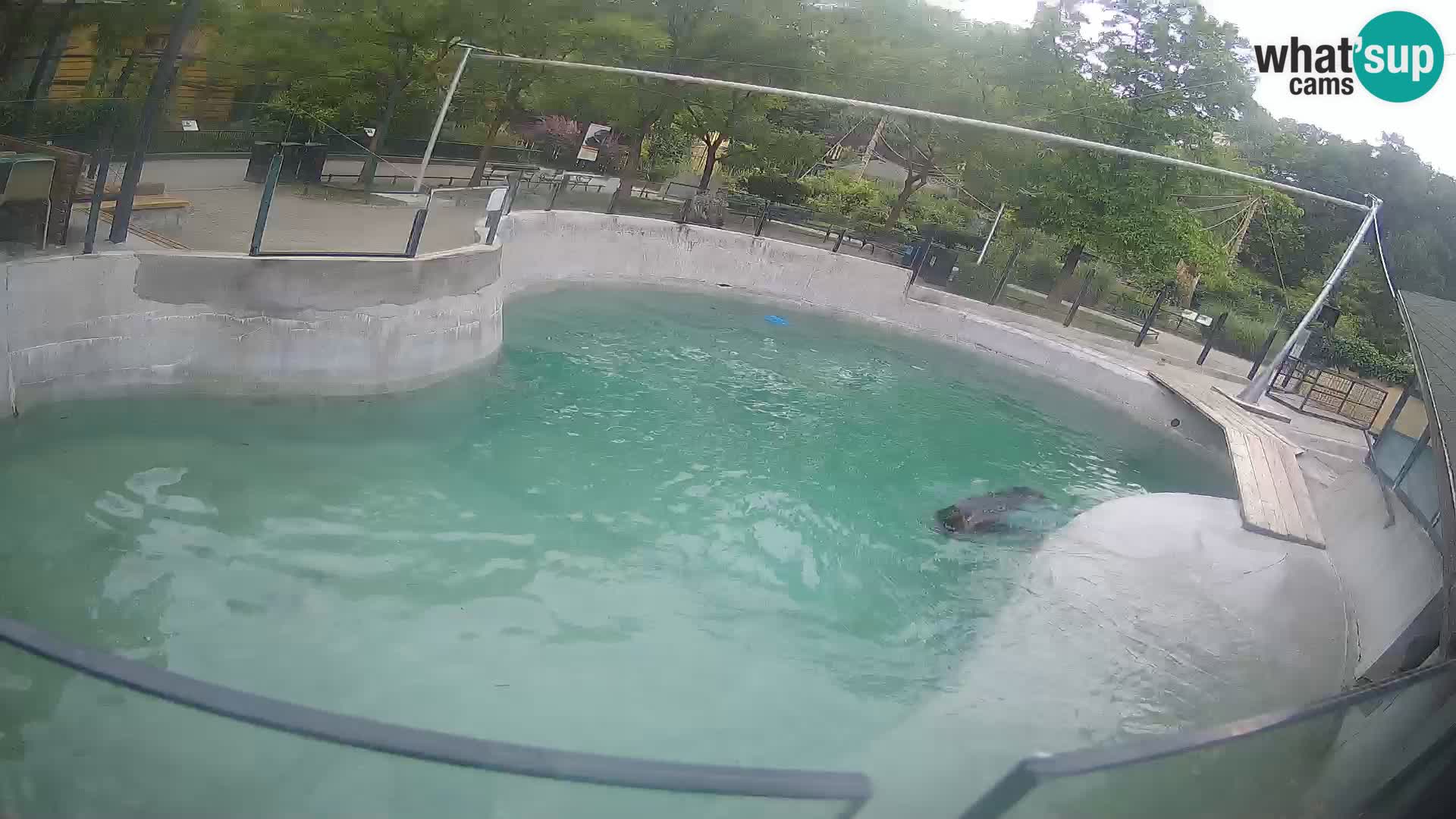 Zoo Zagreb – California Sea Lion