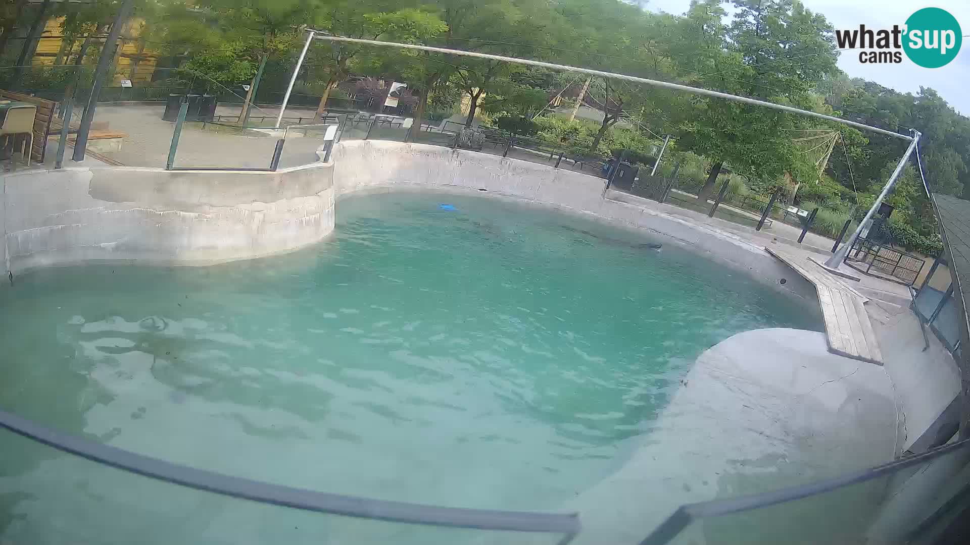 Zoo Zagreb – Kalifornijski morski lav