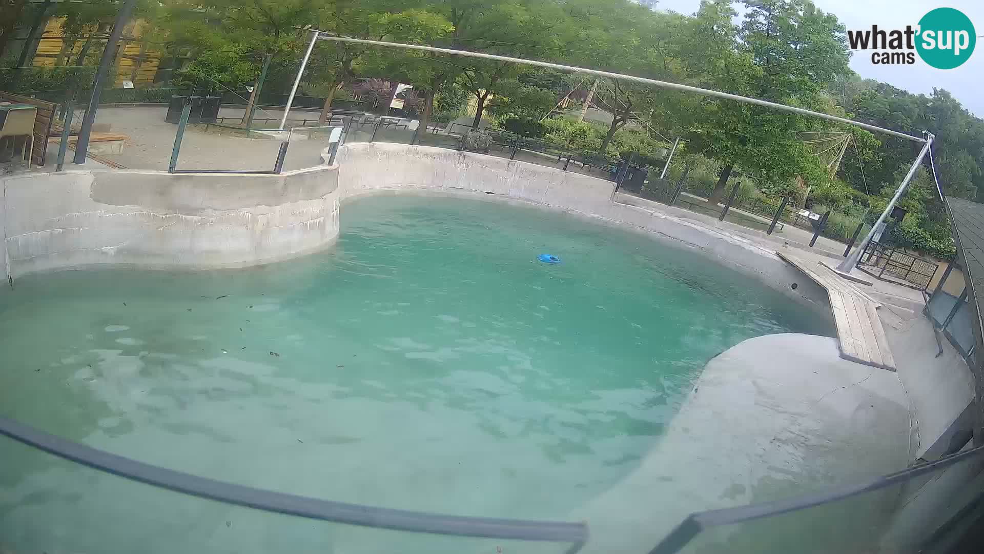 Zoo Zagreb – Kalifornijski morski lev