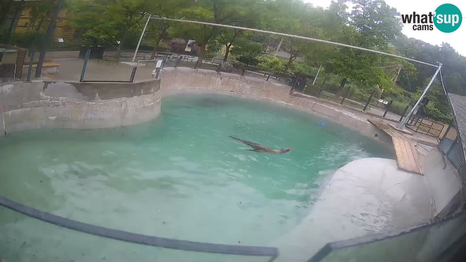 Zoo Zagreb – Otaria della California