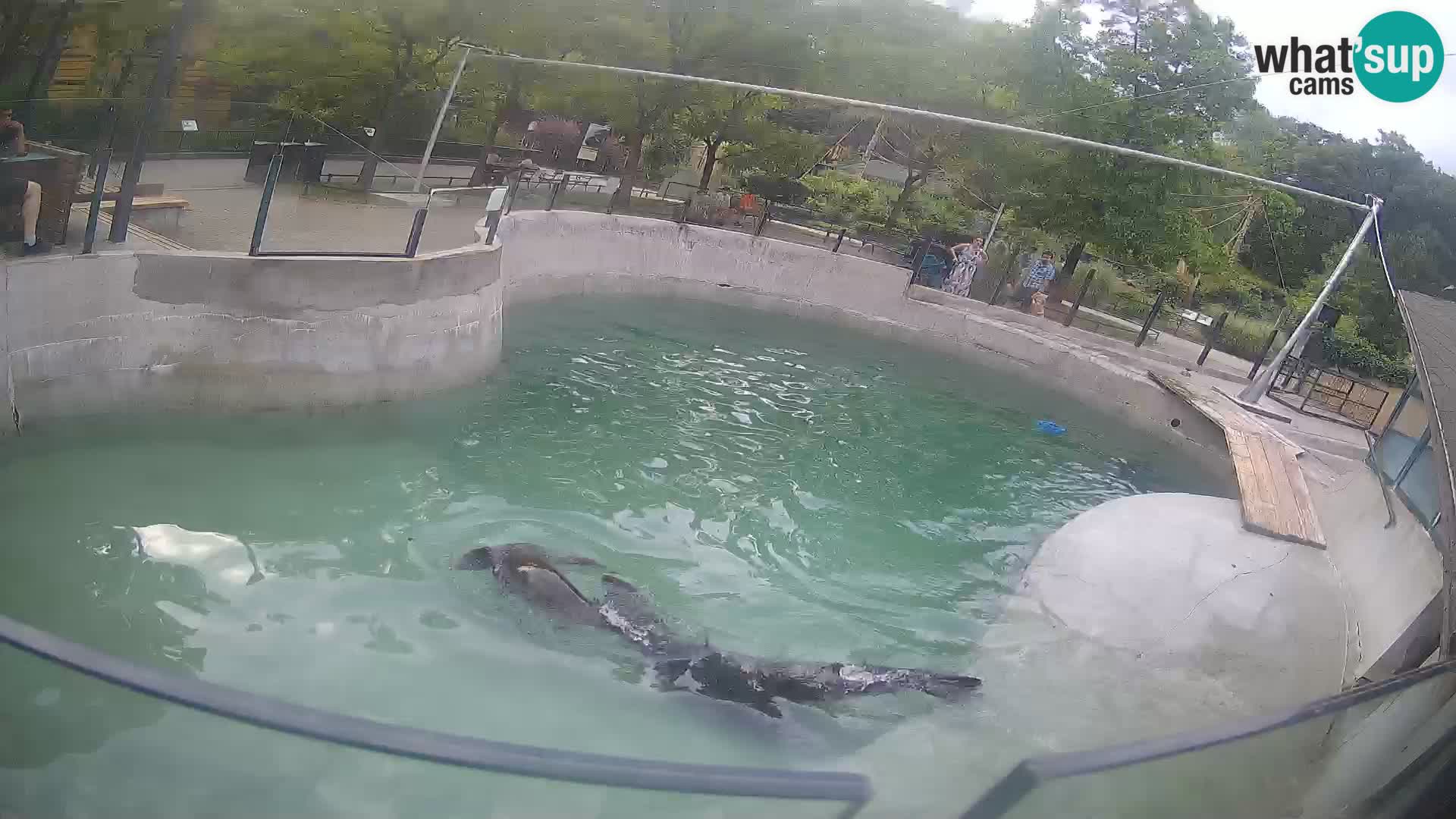 Zoo Zagreb – Otarie de Californie