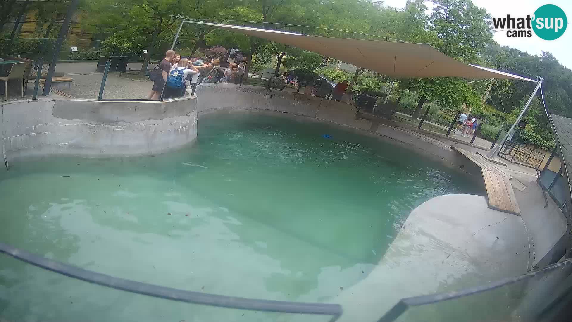 Zoo Zagreb –  León marino de California