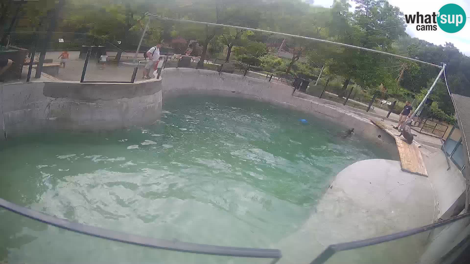 Zoo Zagreb – Kalifornischer Seelöwe