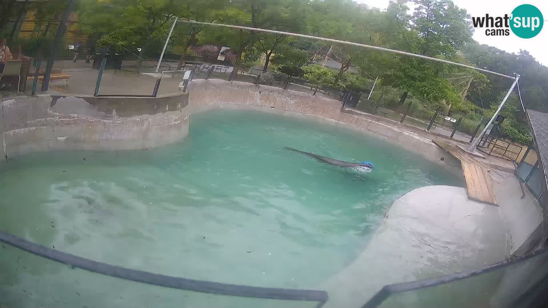 Zoo Zagreb – Kalifornijski morski lev