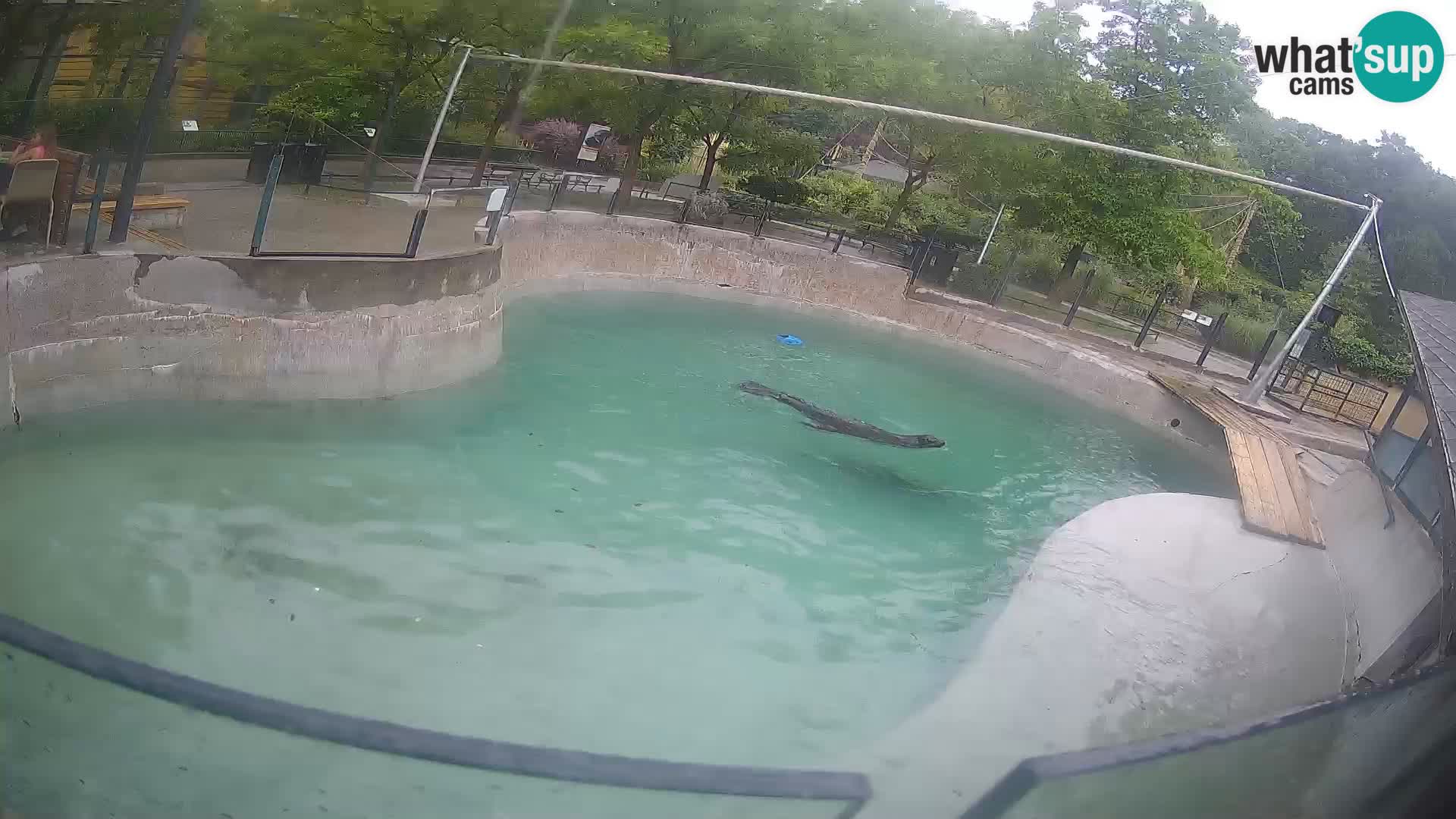 Zoo Zagreb – Otarie de Californie