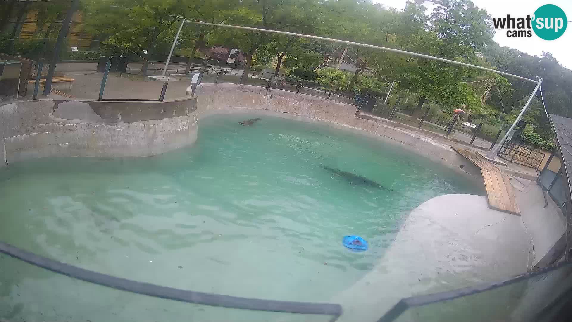 Zoo Zagreb – Otarie de Californie