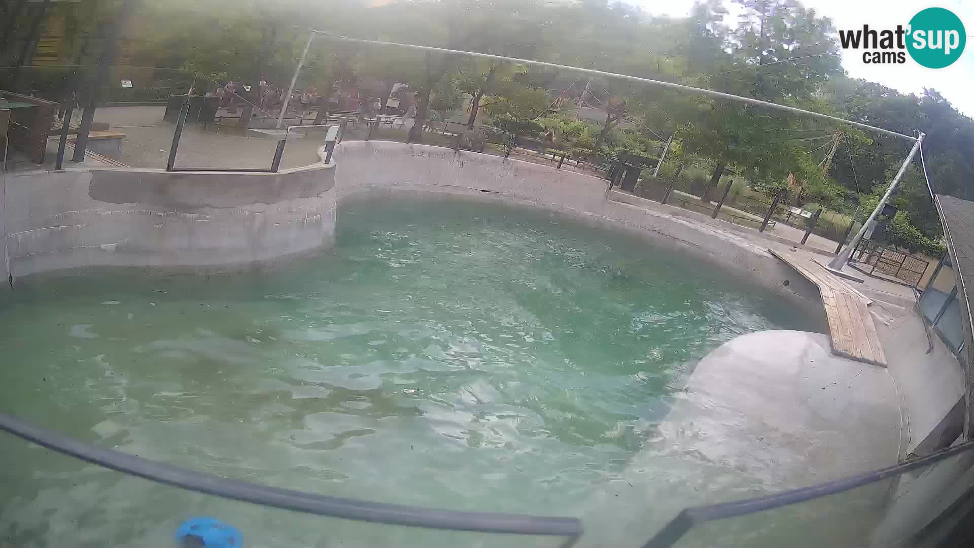 Zoo Zagreb – Kalifornischer Seelöwe
