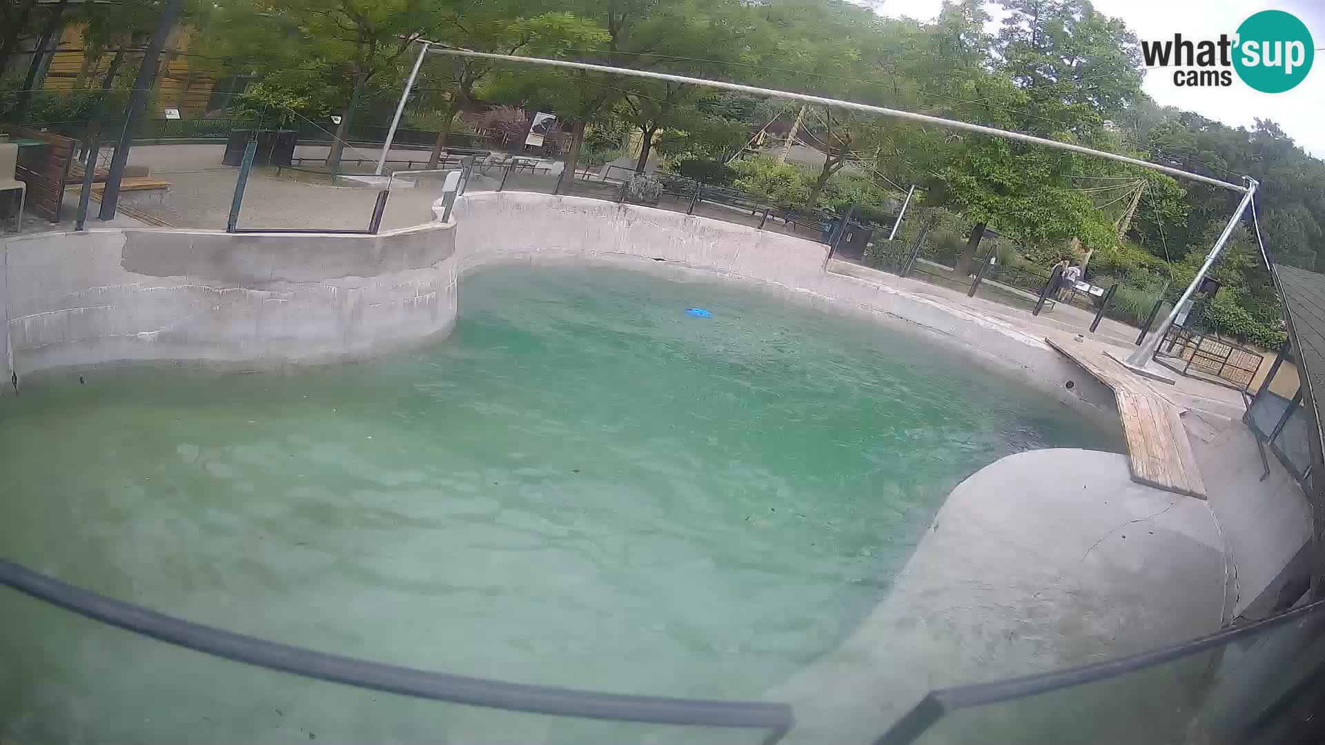Zoo Zagreb – Kalifornijski morski lav