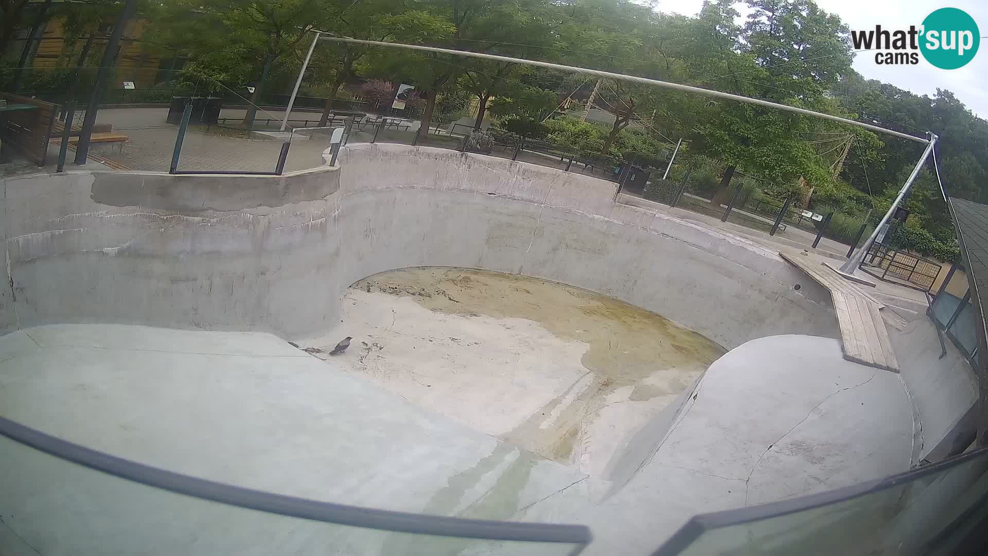 Zoo Zagreb – Kalifornijski morski lev