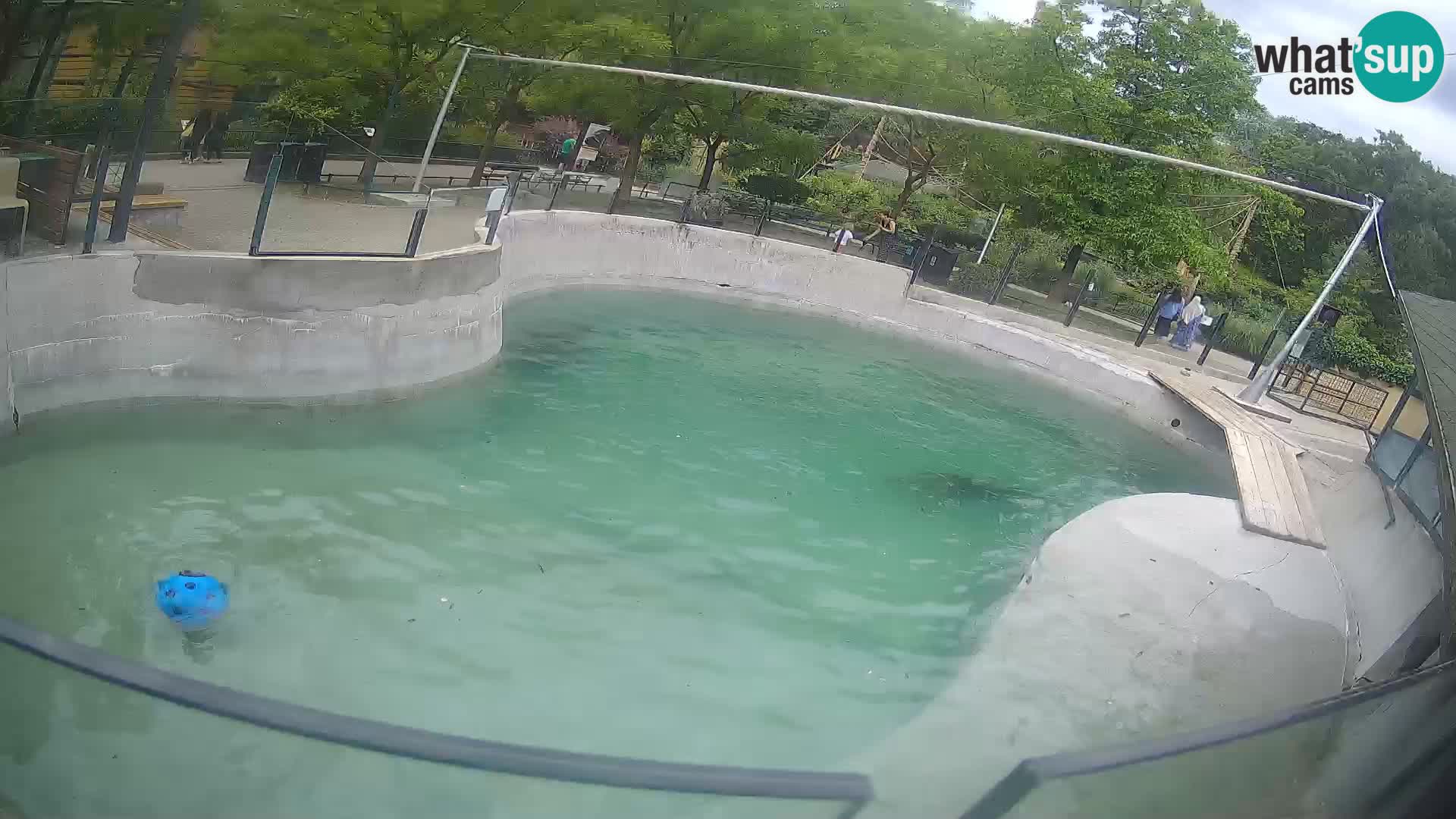 Zoo Zagreb –  León marino de California