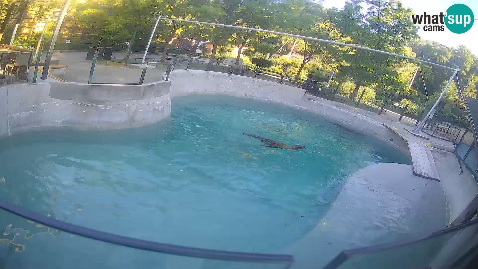 Zoo Zagreb – Kalifornijski morski lav