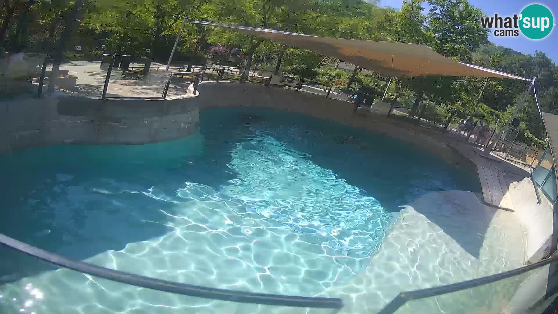 Zoo Zagreb – California Sea Lion