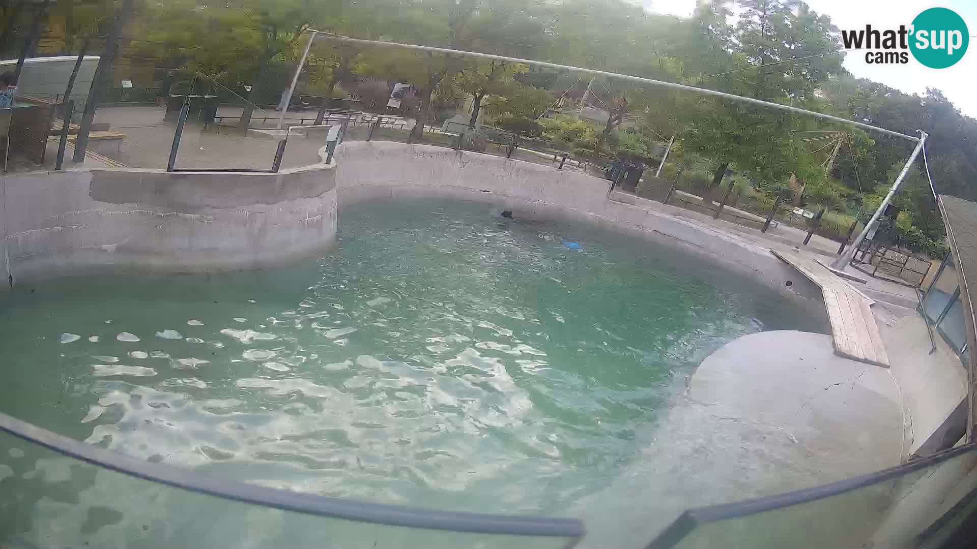 Zoo Zagreb – Kalifornischer Seelöwe