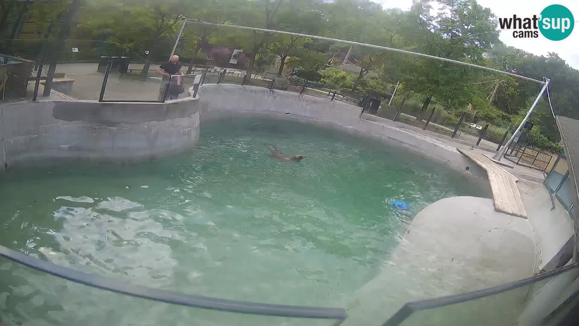 Zoo Zagreb – Kalifornijski morski lav
