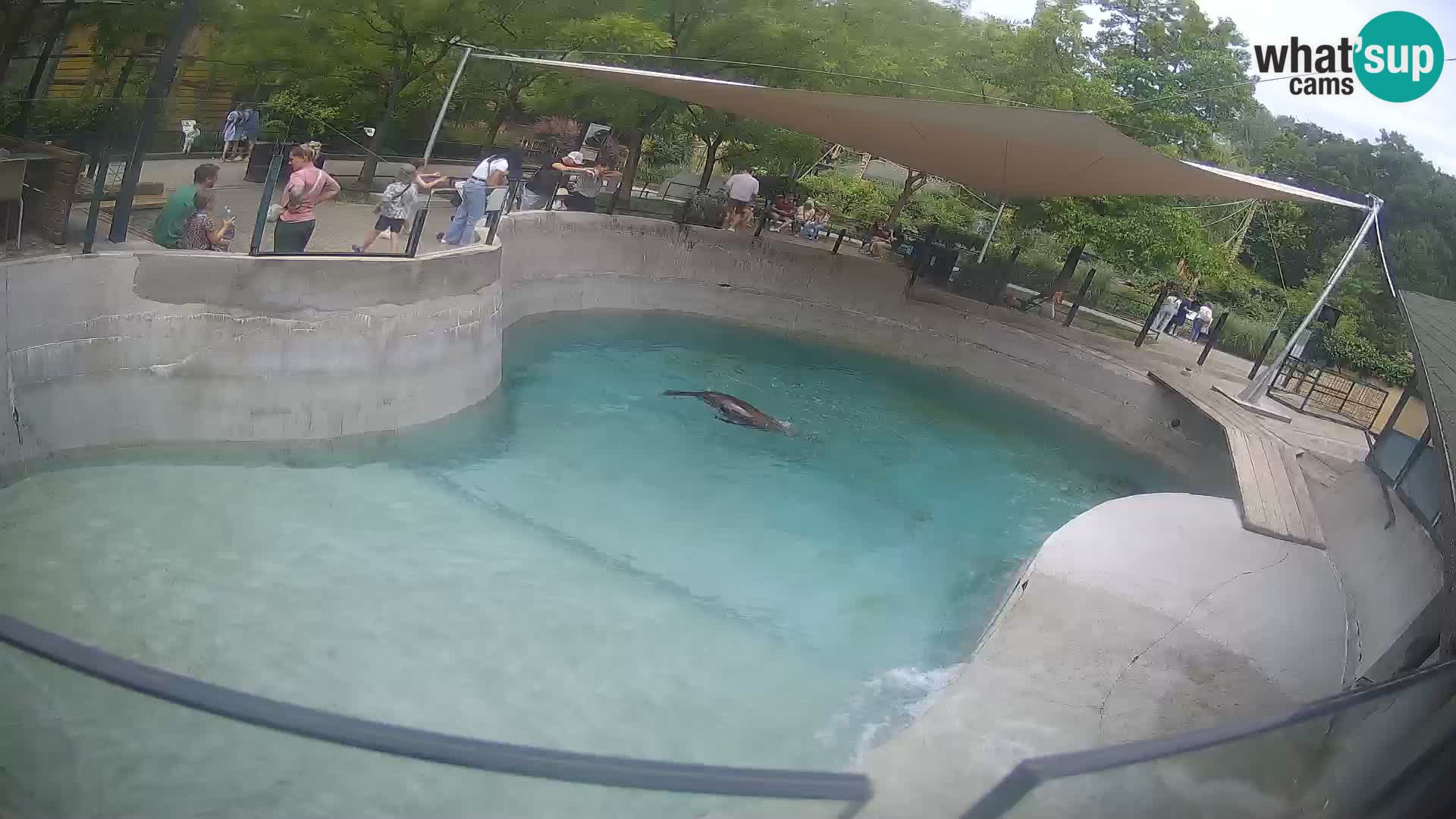 Zoo Zagreb – California Sea Lion