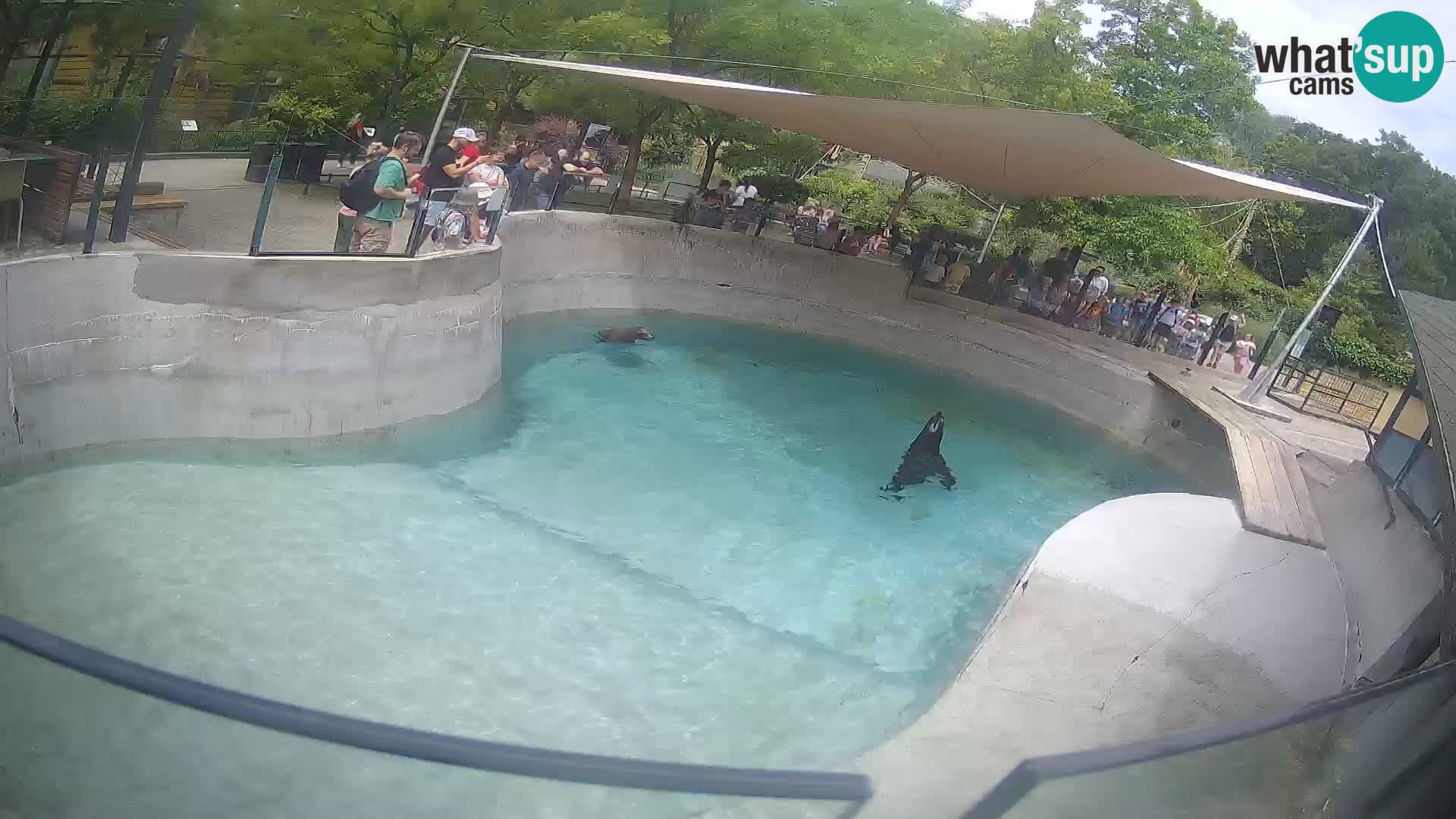Zoo Zagreb – California Sea Lion