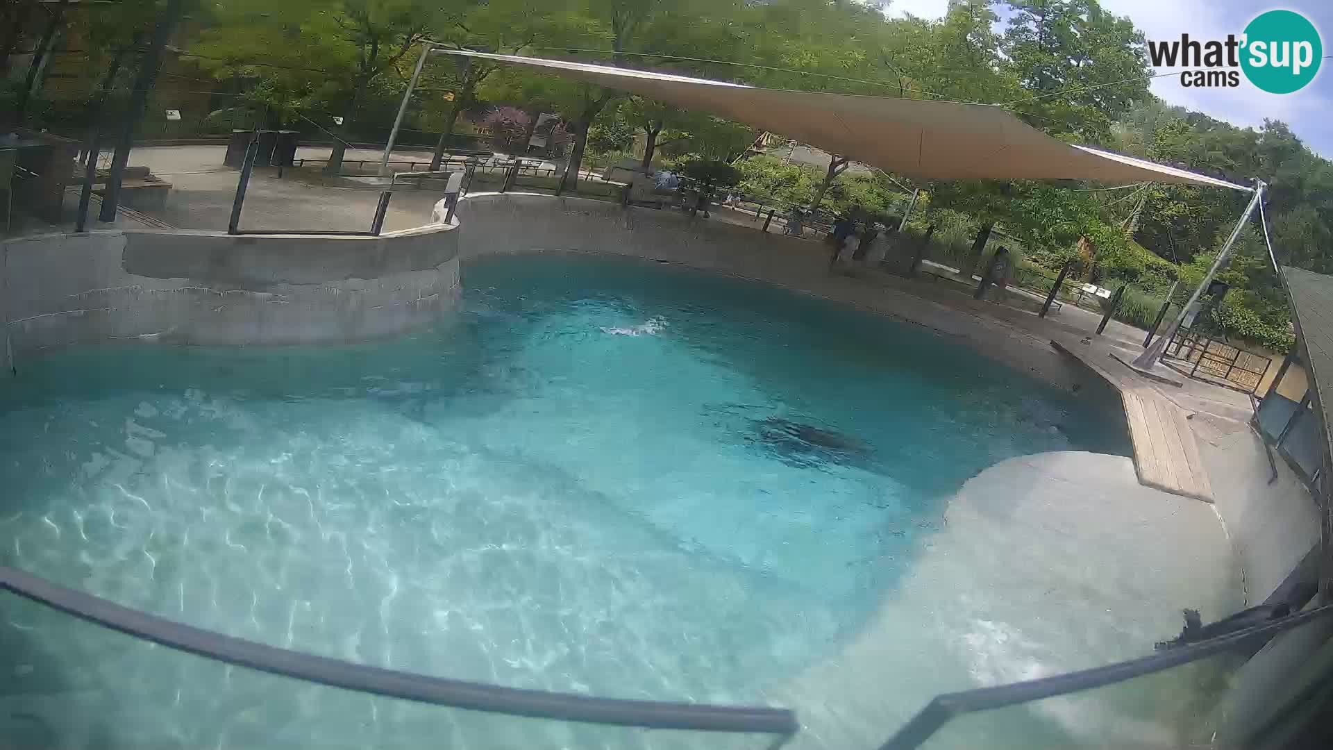 Zoo Zagreb –  León marino de California