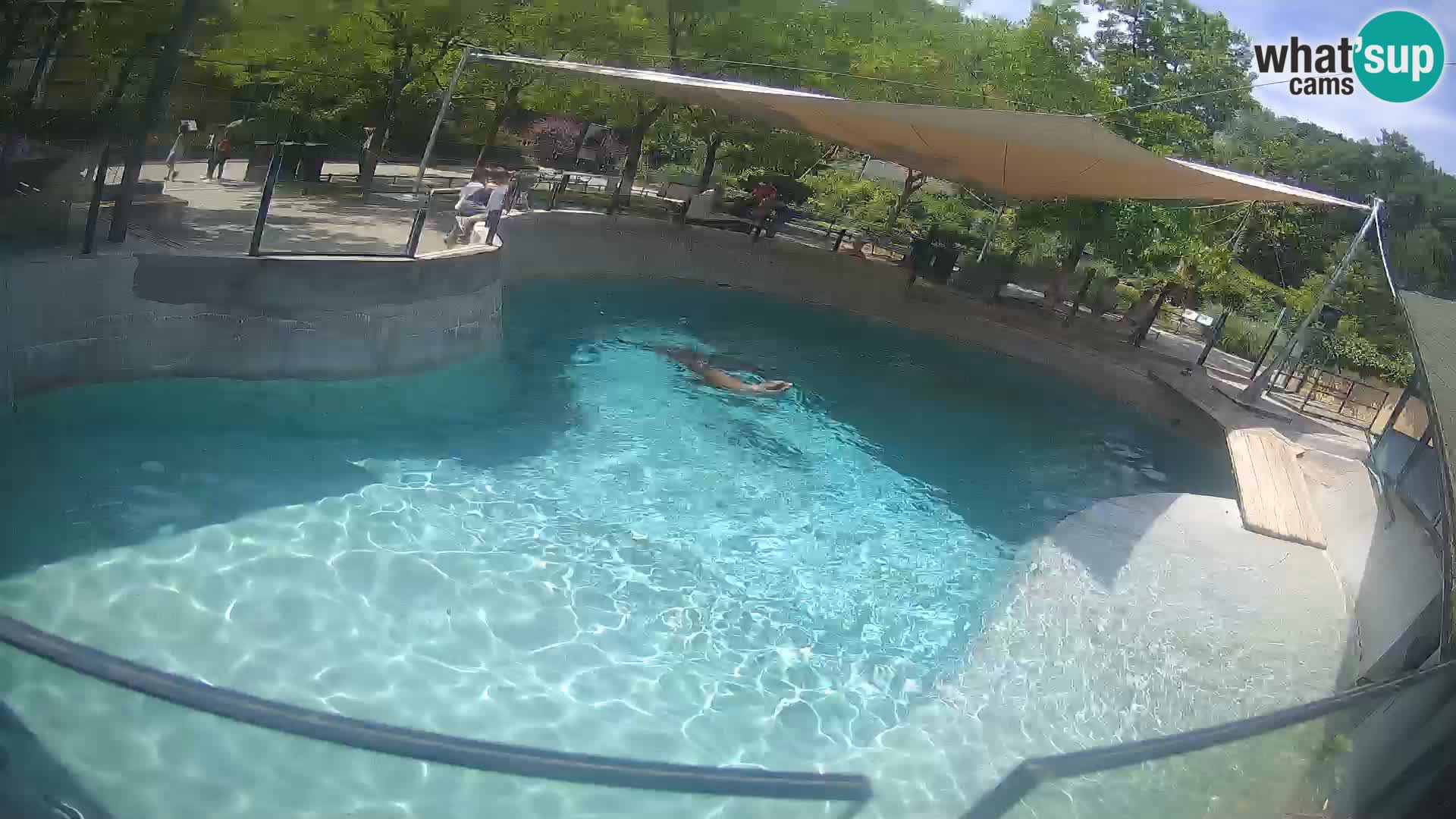 Zoo Zagreb – California Sea Lion