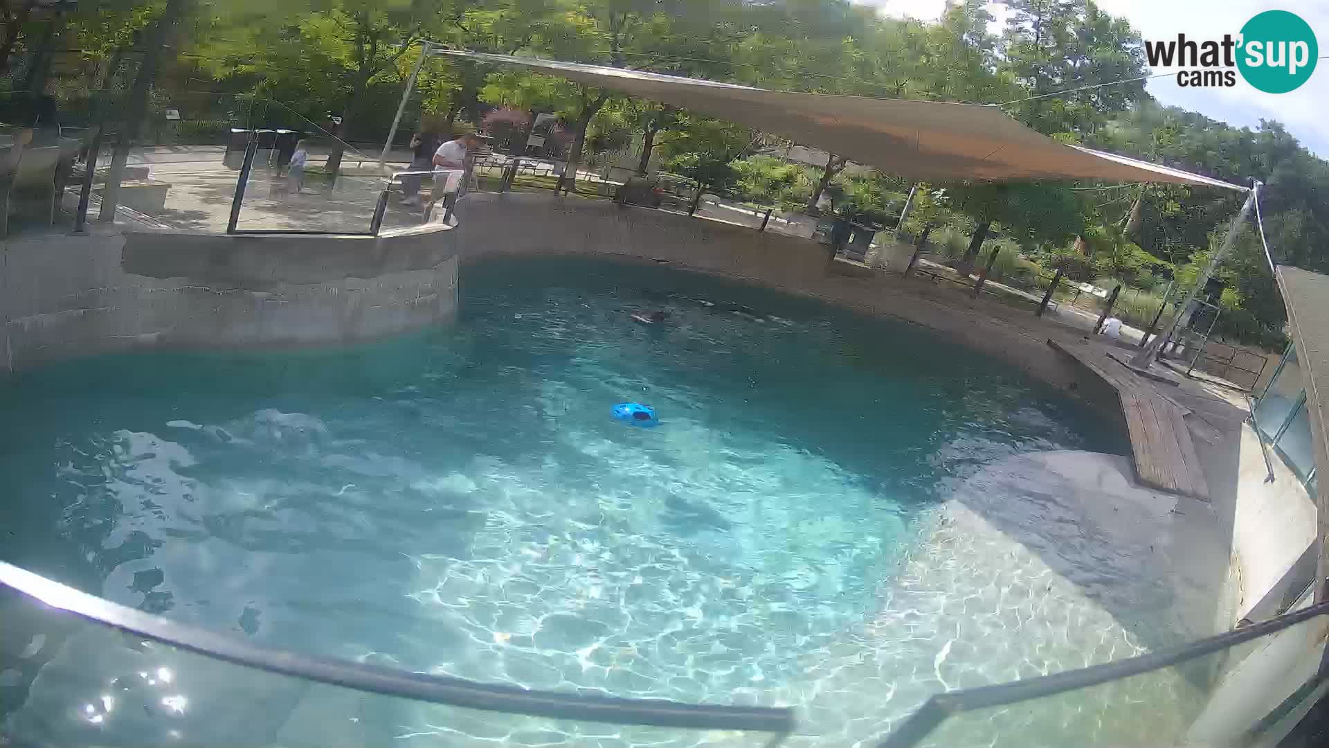 Zoo Zagreb – Otaria della California