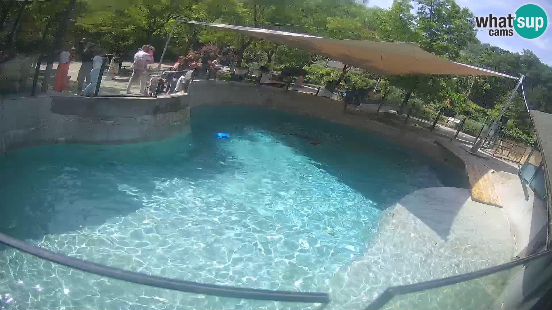 Zoo Zagreb – California Sea Lion