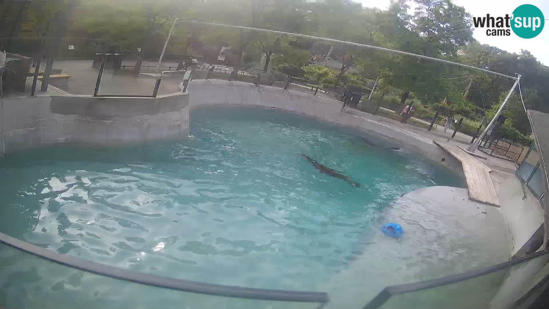 Zoo Zagreb – California Sea Lion