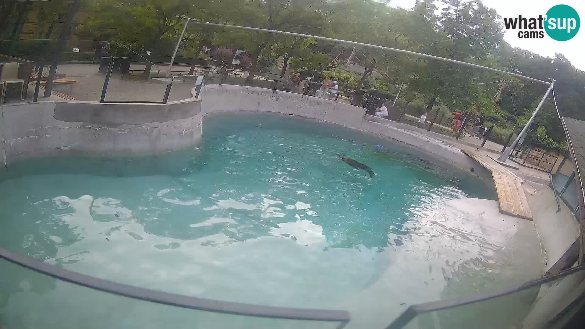 Zoo Zagreb – California Sea Lion