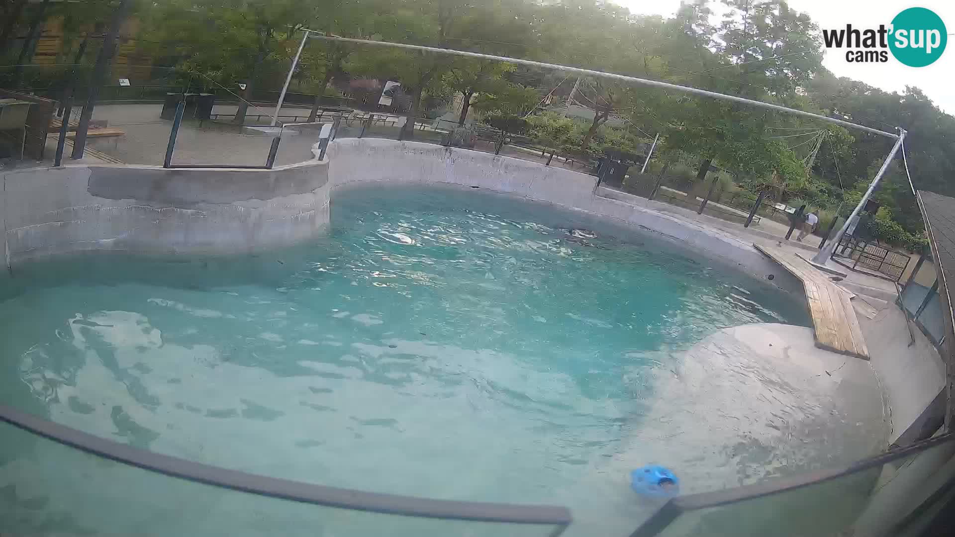 Zoo Zagreb – California Sea Lion