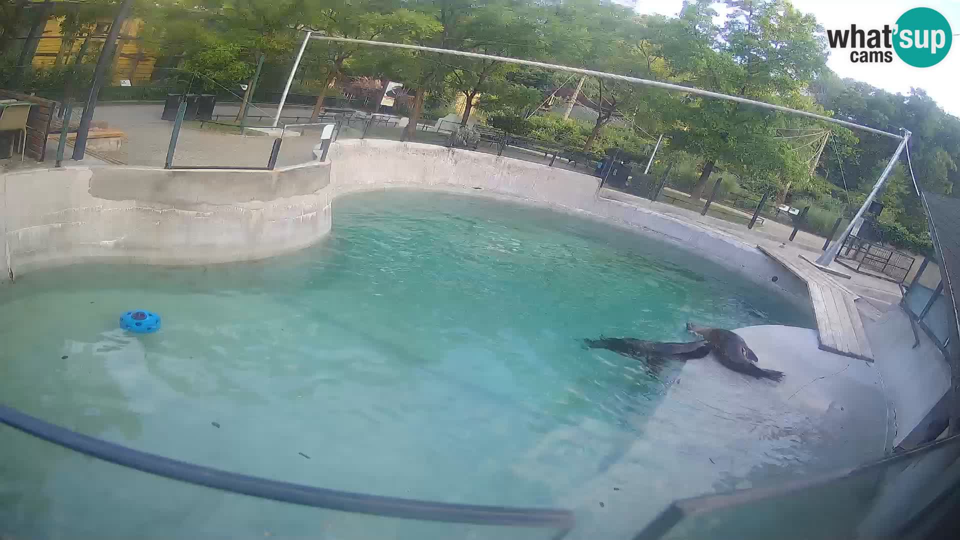 Zoo Zagreb – Kalifornijski morski lev
