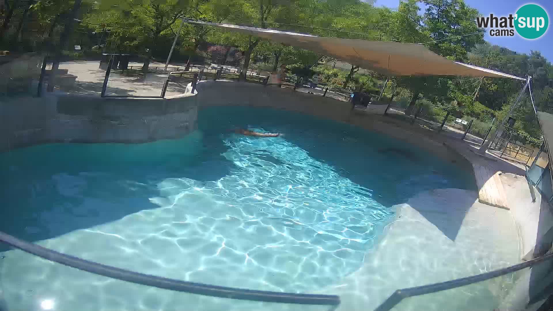 Zoo Zagreb – California Sea Lion