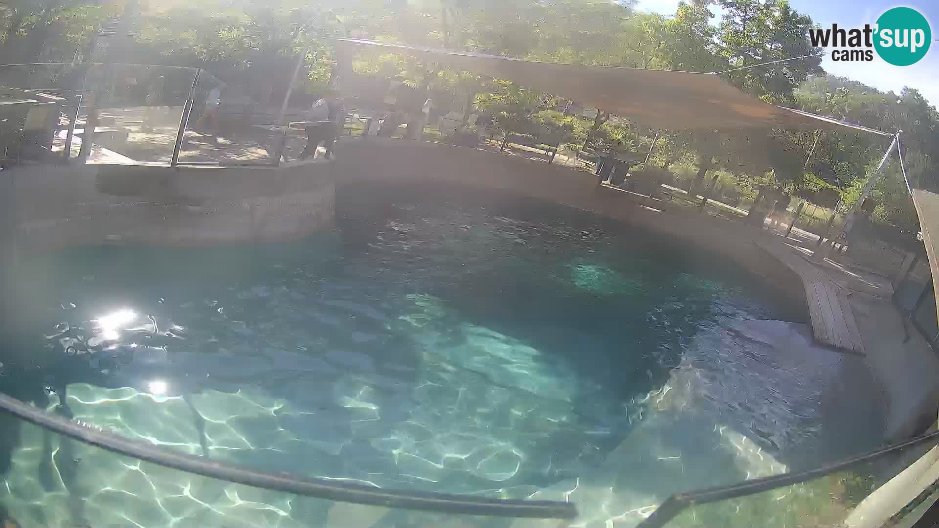 Zoo Zagreb – Otarie de Californie