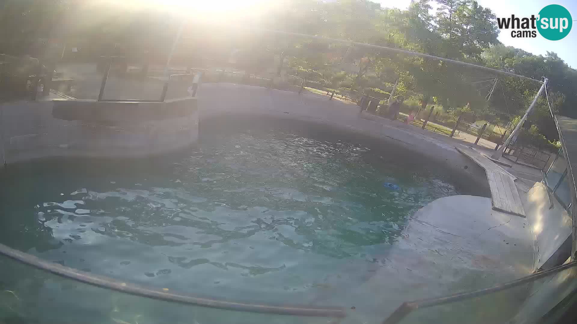 Zoo Zagreb – California Sea Lion