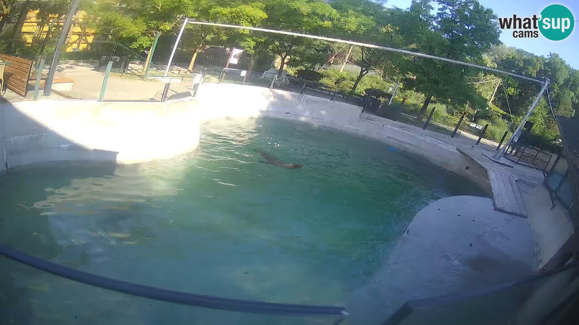 Zoo Zagreb – California Sea Lion