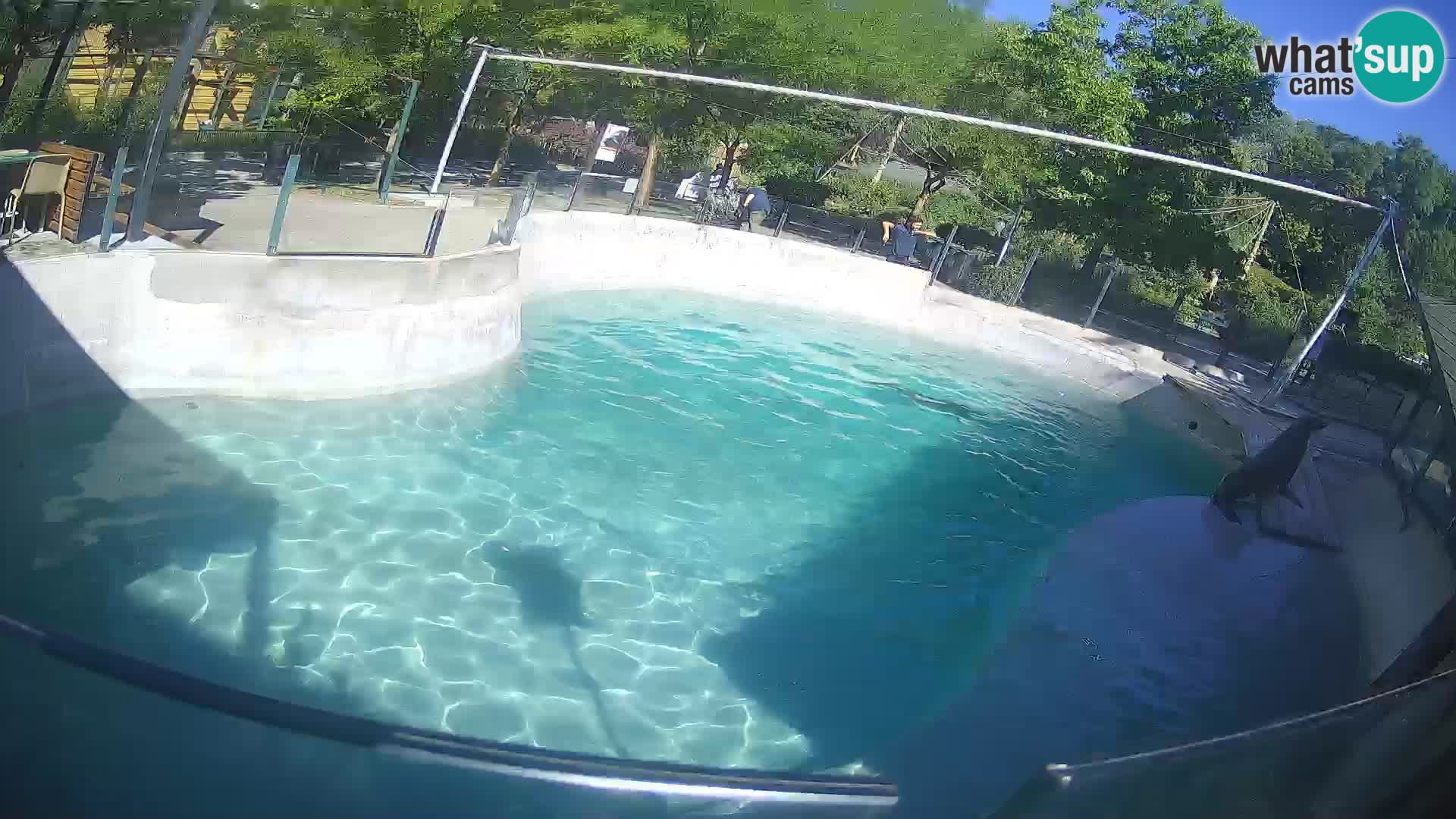 Zoo Zagreb – California Sea Lion