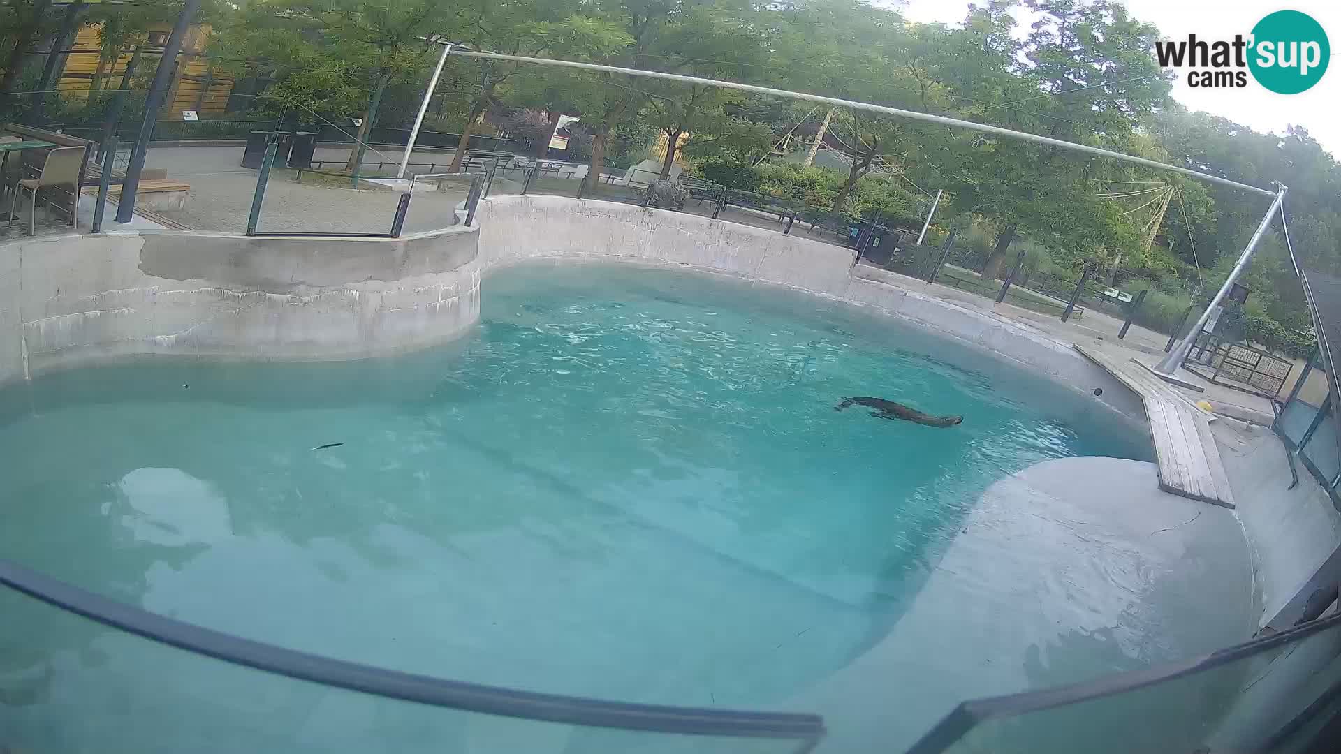 Zoo Zagreb – Otaria della California