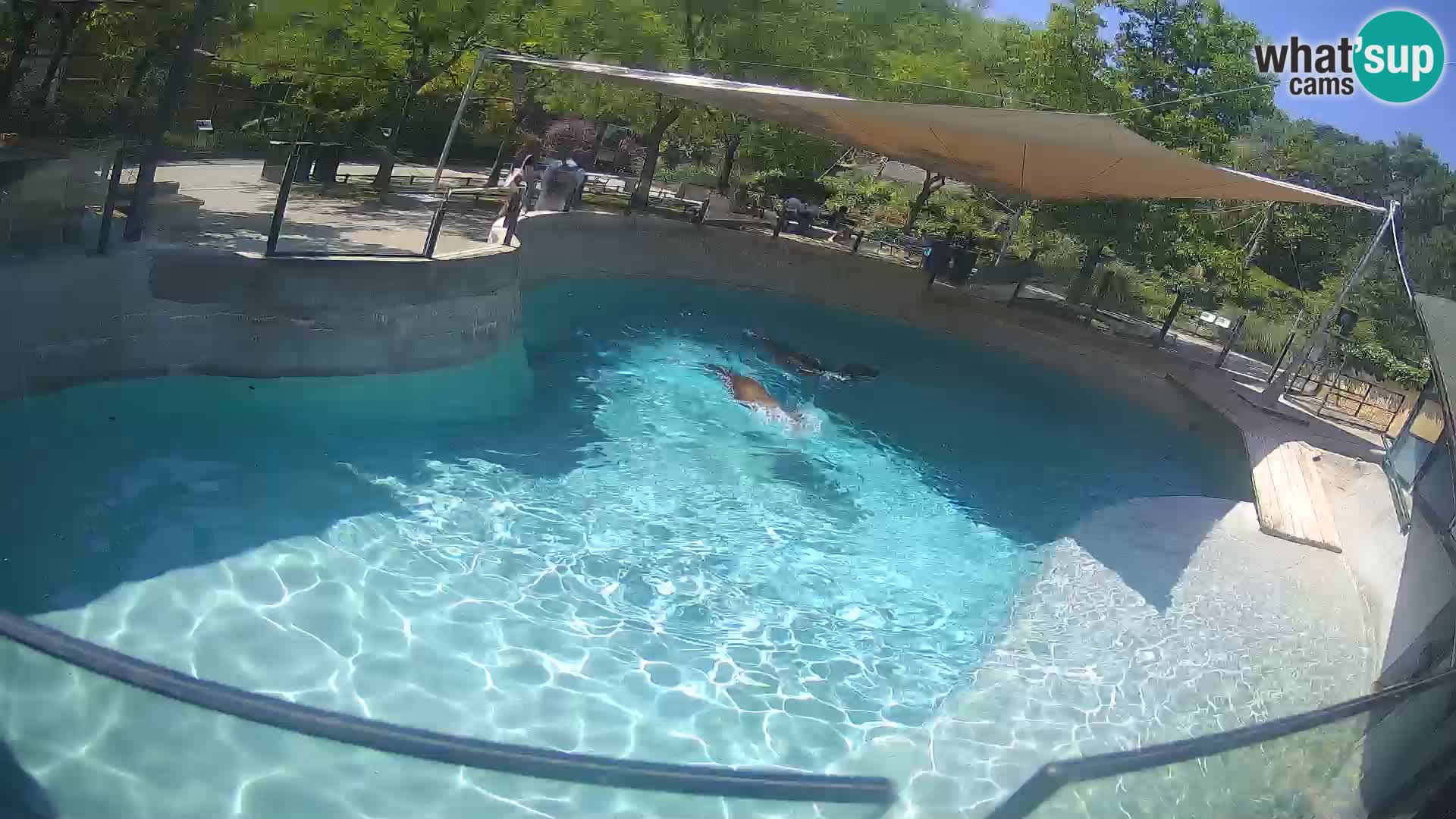 Zoo Zagreb – California Sea Lion