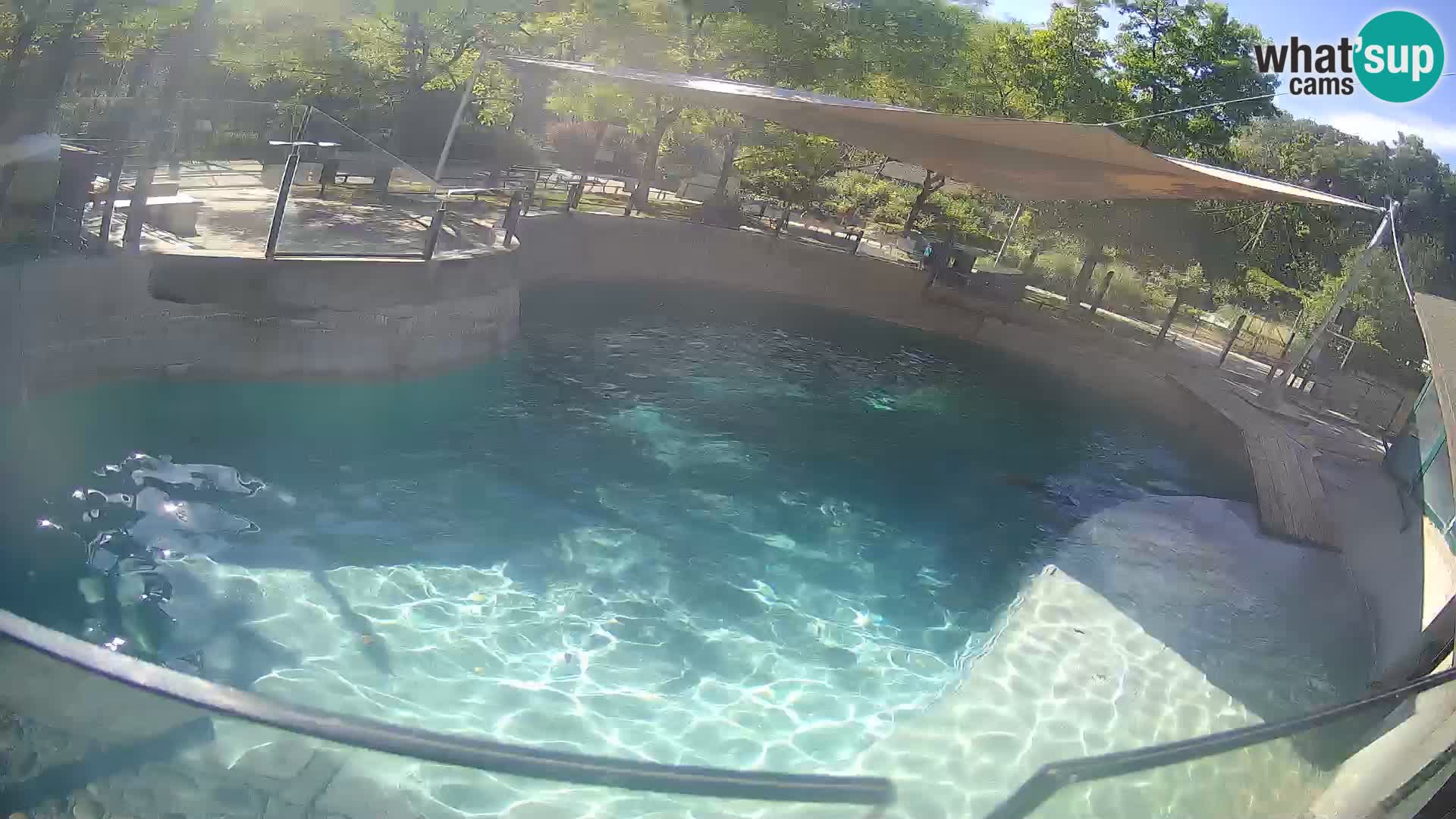 Zoo Zagreb – California Sea Lion