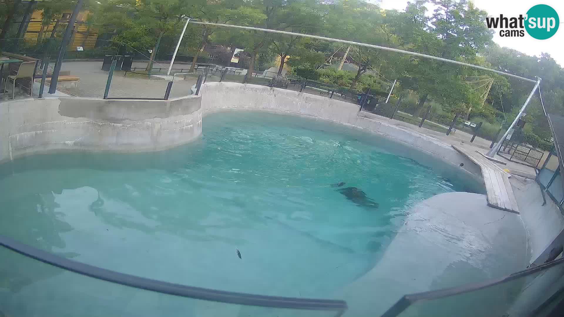 Zoo Zagreb – Kalifornijski morski lav