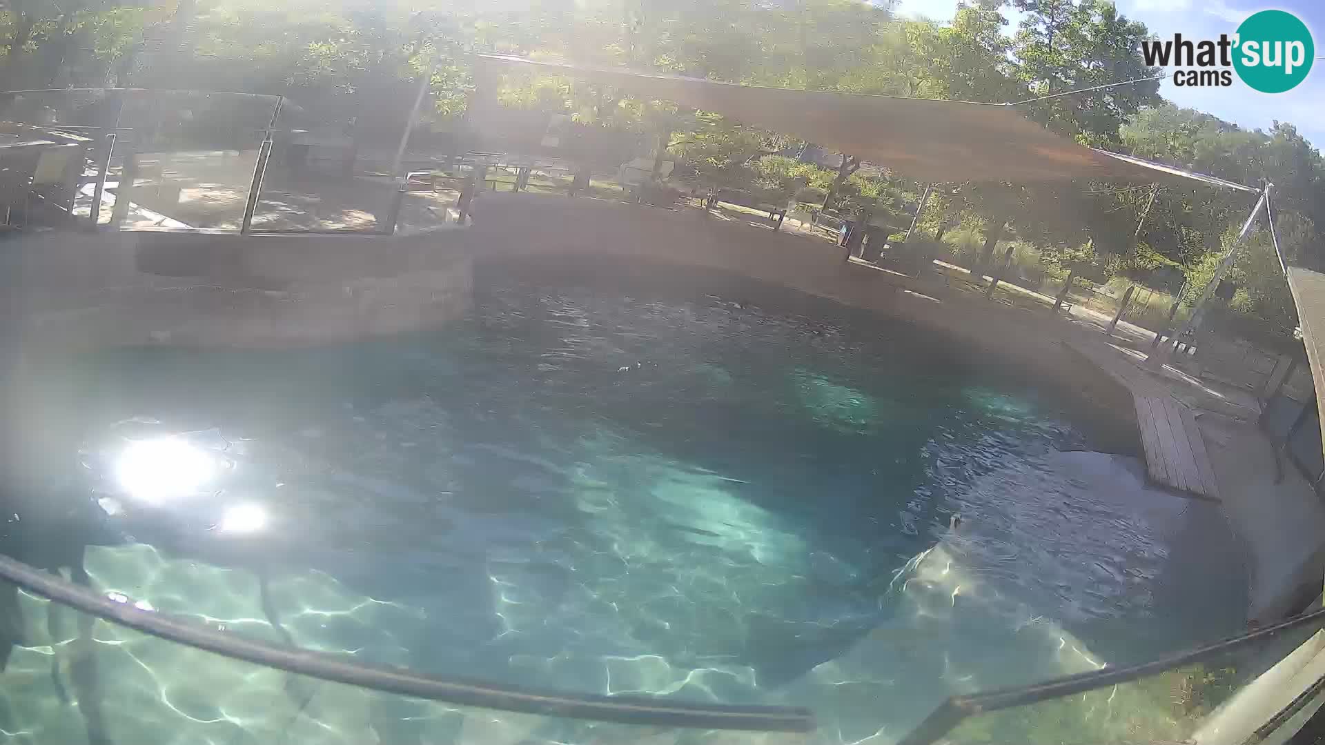 Zoo Zagreb – Otaria della California