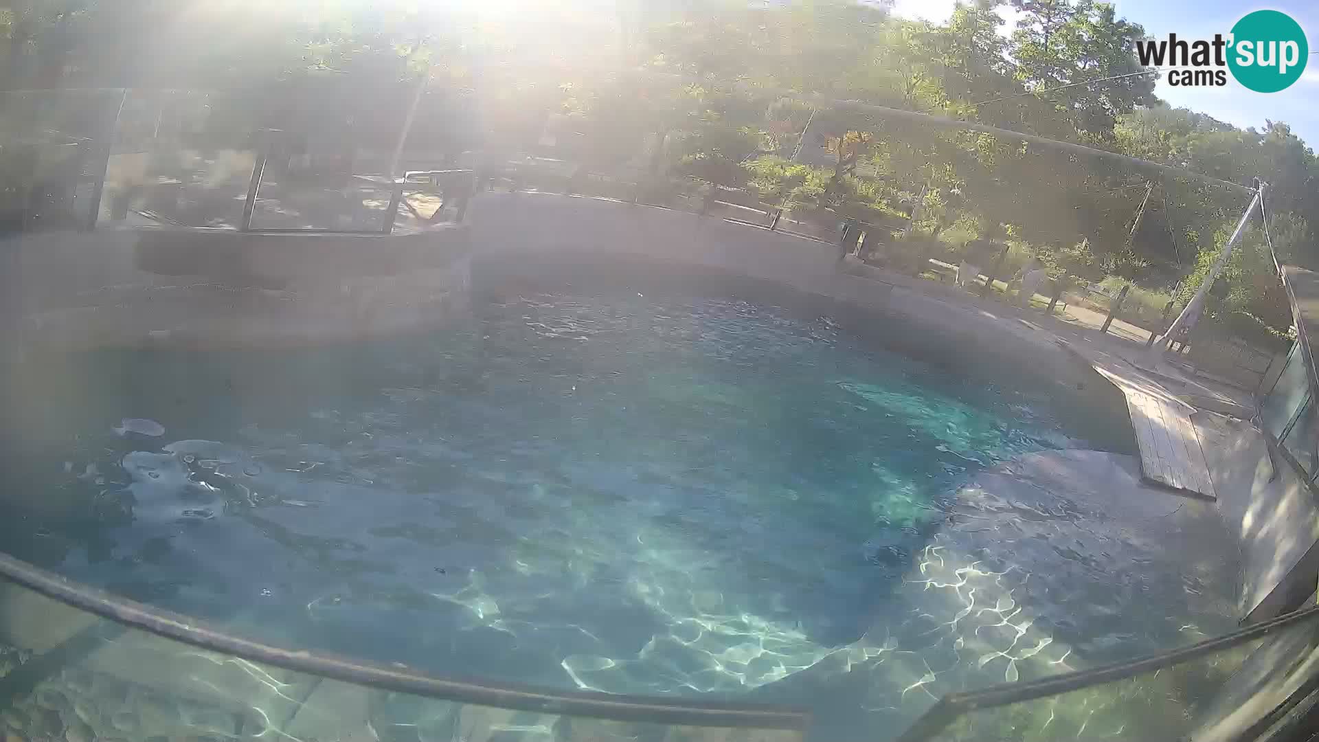 Zoo Zagreb – Kalifornijski morski lav