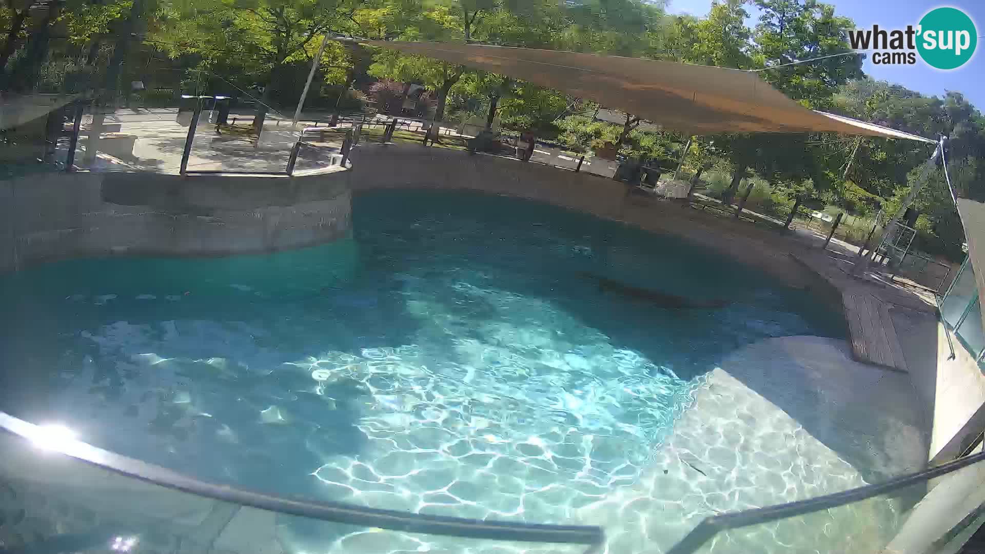 Zoo Zagreb – Otaria della California