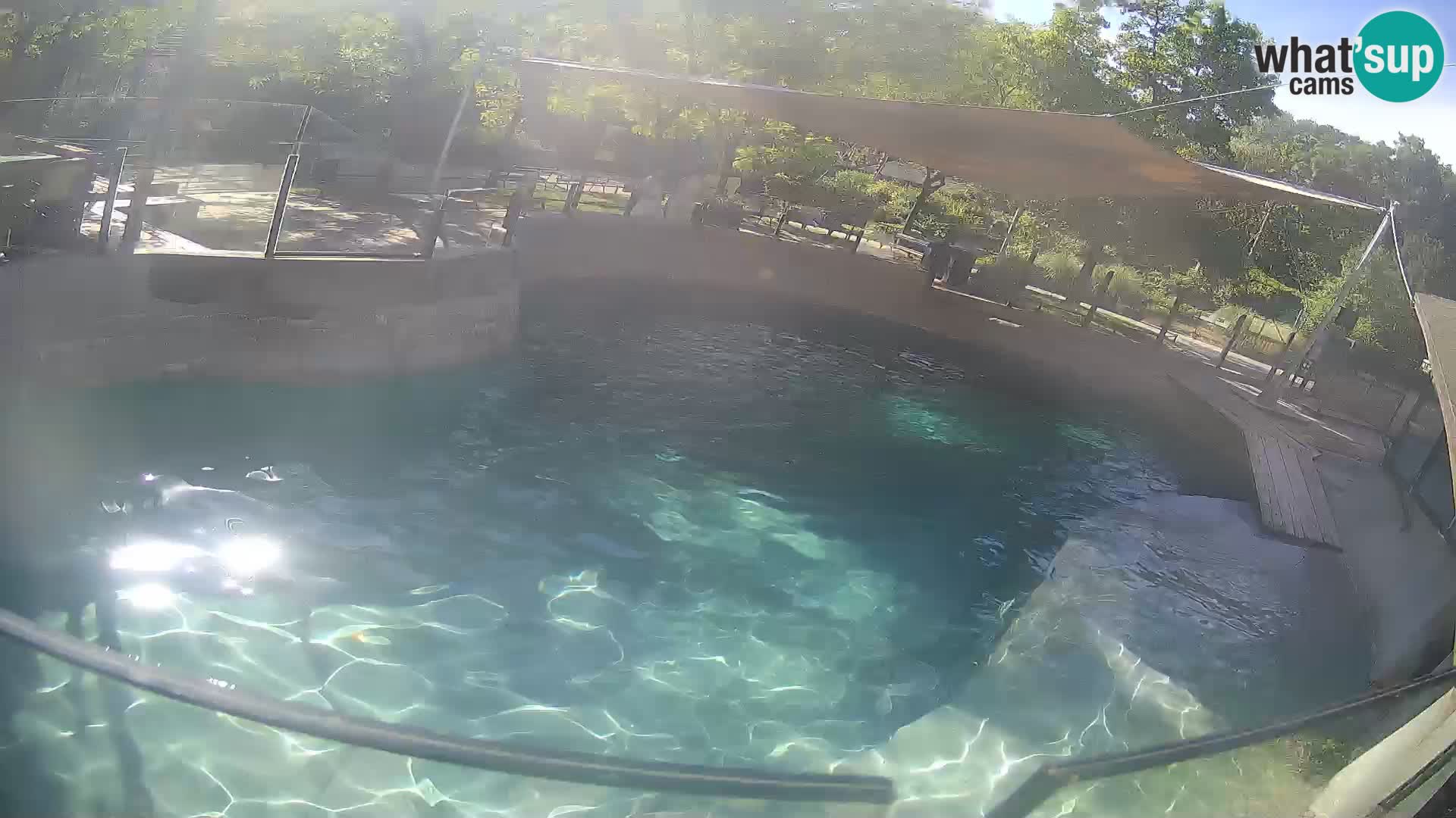 Zoo Zagreb – California Sea Lion