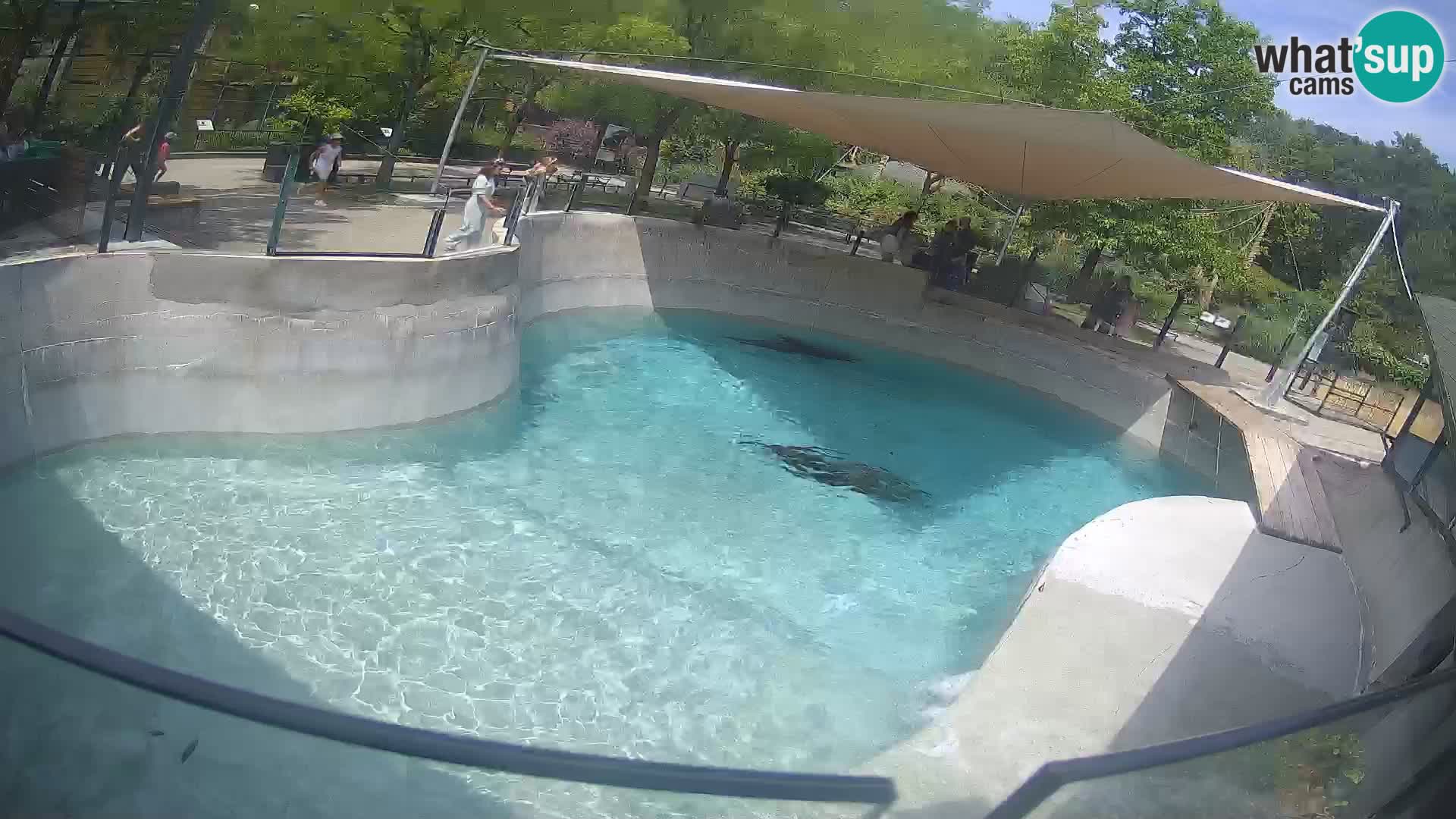 Zoo Zagreb – Kalifornischer Seelöwe