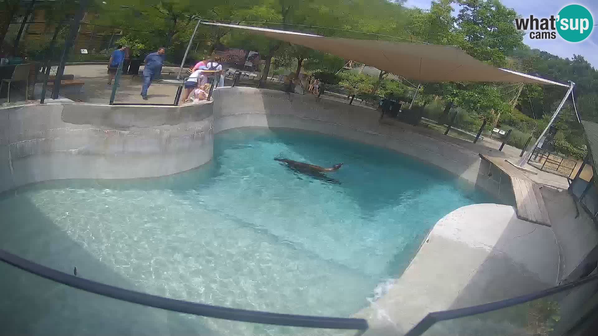 Zoo Zagreb –  León marino de California