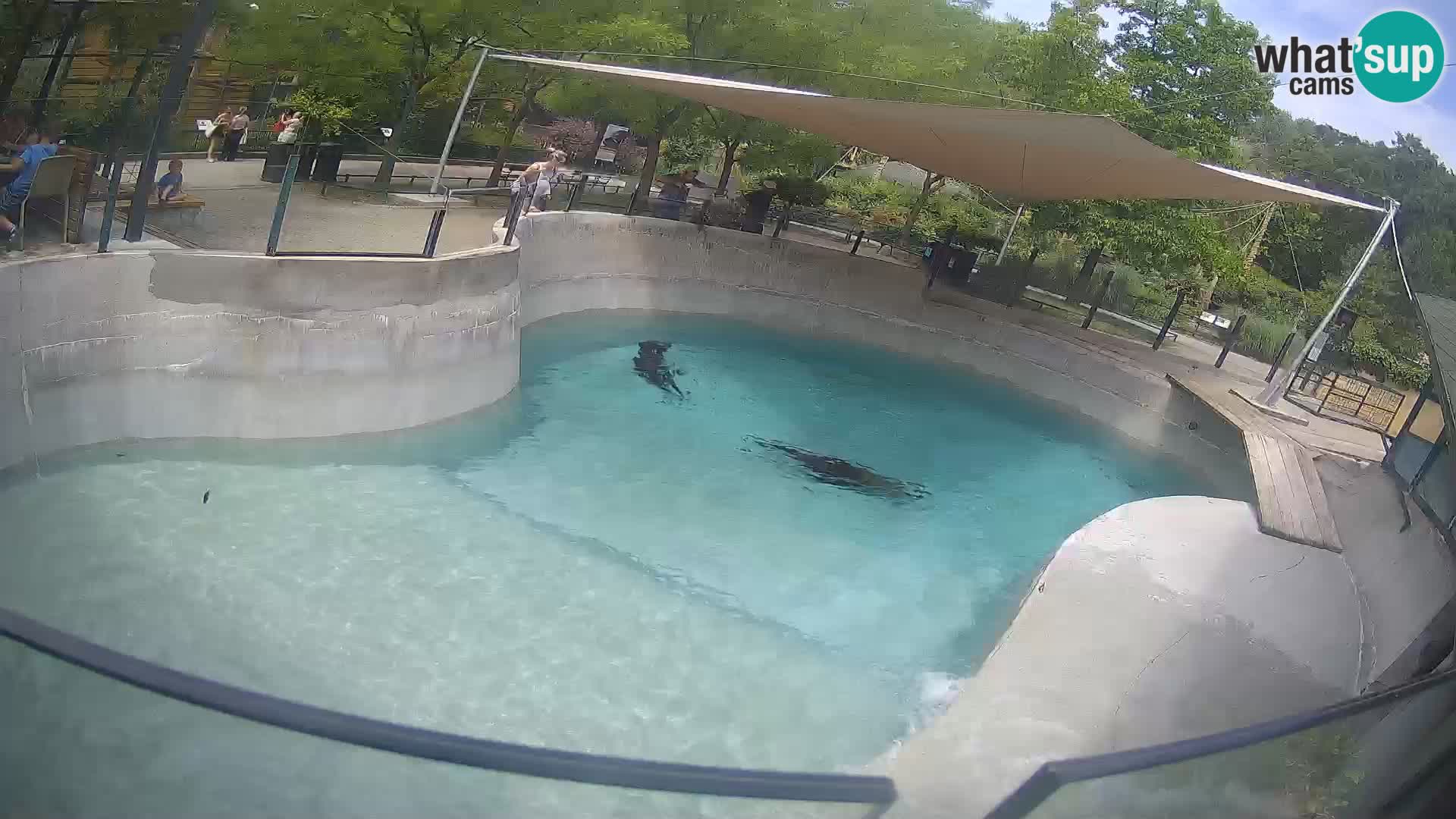 Zoo Zagreb – Kalifornijski morski lav