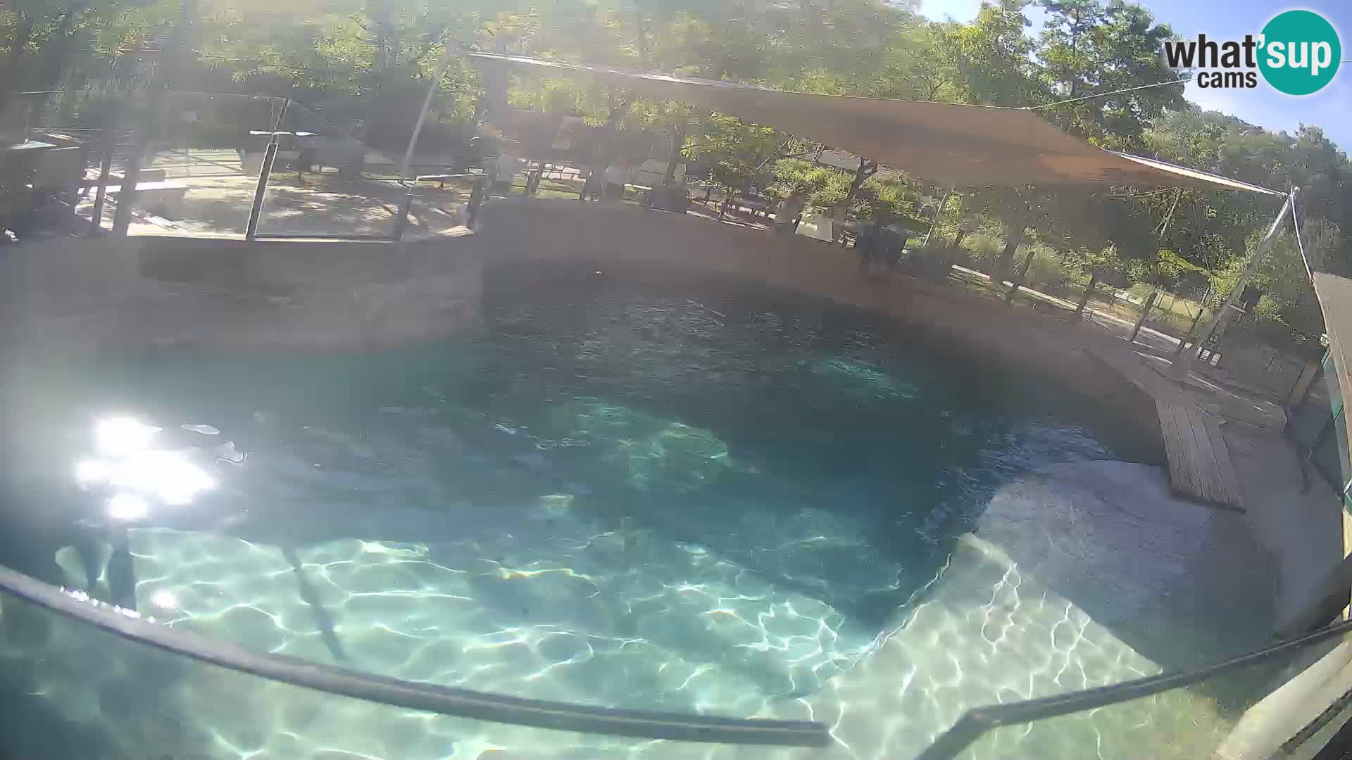 Zoo Zagreb – Otarie de Californie